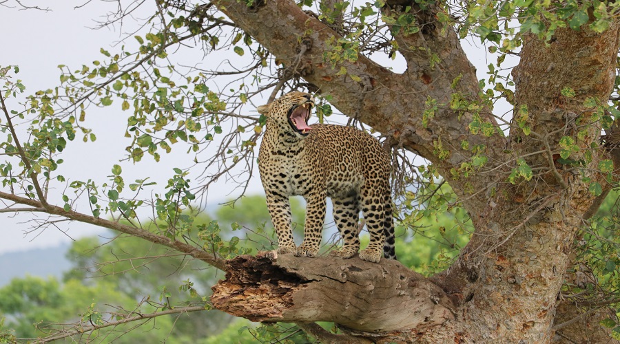 9 day tanzania wildlife safari with balloon ride and cultural visits